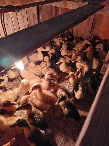 lal ördeyler: Ördek balalar 1 gunluk 3m.1 aylıq 5m.2 aylıq 6n.obşi 140 ədəd — 2