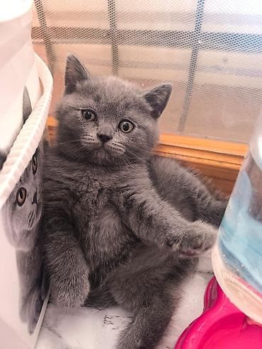 pişik almaq: Şotland yastı qulaq, Erkək, Ödənişli çatdırılma — 3