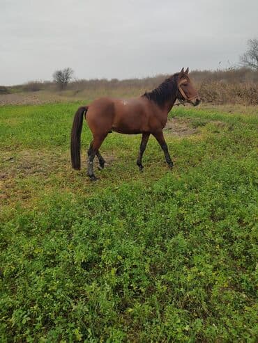 Gəmiricilər: Iksidə minik atıdı iksinində yorqası var normal - Rəng: qəhvəyi — 2