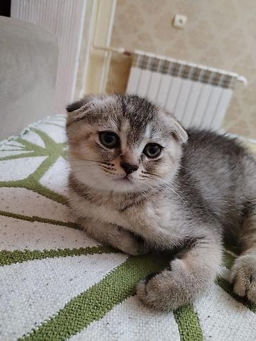 ucuz pişik: Şinşilla — 5