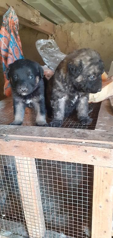 afçarka: Peyvəndli — 4