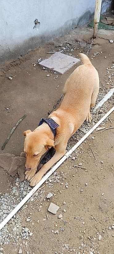 golden retriever satilir: Retriever, 10 ay, Erkek, Peyvəndli, Ünvandan götürmə — 2
