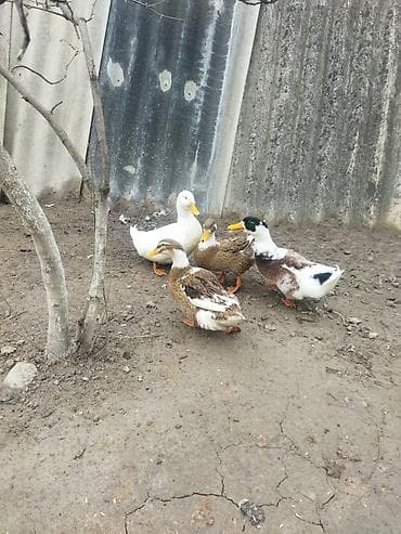 Gəmiricilər: Qırmızı xoruz 3 yaş yarım. damazlıq. bu biri balaca qırmızı iyun — 7