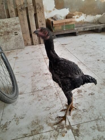 broyler cücə satışı: Toyuq, Damazlıq — 3