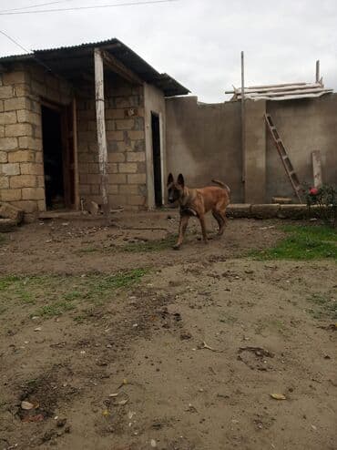 Gəmiricilər: Alman çoban iti, 1 il, Dişi, Peyvəndli, Ünvandan götürmə — 3