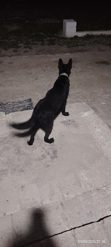 it qiz adlari: Qara rəngli it – qulaqcıqları dik, orta bədən quruluşlu, qısa-yarıuzun — 3