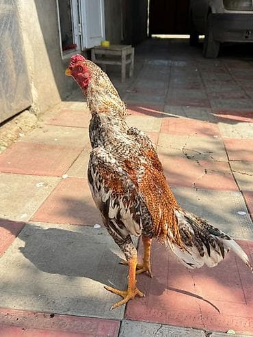 heyvan bazari inekler: Məhsul: Xaça bənzər rəng çalarlarında erkək toyuq (xoruz)heyratı — 4