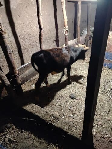 Mal-qara: Qaramal buzov - Növ: Yerli qaramal buzovu - Rəng lalafo.az -da Mal-qara: Qaramal buzov - Növ: Yerli qaramal buzovu - Rəng