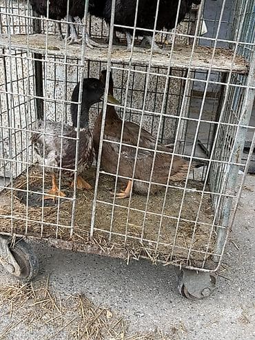 Satılır: ördəklər (cüt) - Növ: ferma/ev quşu – ördək - Say: 2 ədəd