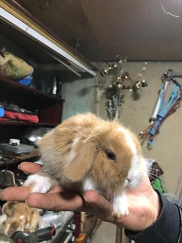 dekarativ heyvanlar: Karlik sallag qulaq balalari Rəng: qızılı-krem və ağ ləkəli Tam — 4