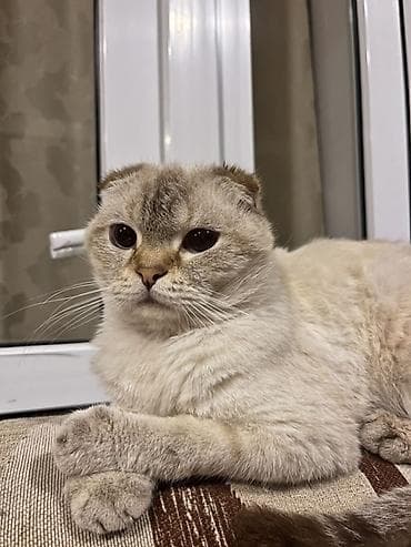 pişik almaq: Şotland, Erkək, Pulsuz çatdırılma — 2