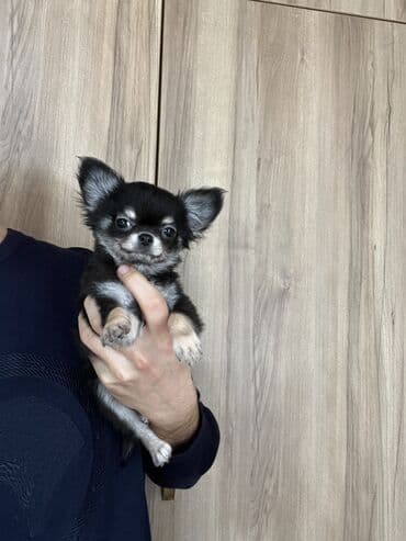 сколько стоят собаки: Чихуахуа, 2 месяца, Самец, С прививками — 5