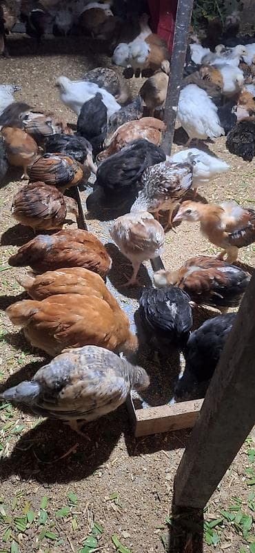 Toyuq cücələri, Damazlıq, Pulsuz çatdırılma, Ödənişli çatdırılma