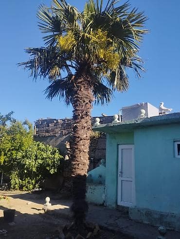 cinar agaci: Trachycarpus fortunei (vəfan palmı) – dekorativ xurma ağacı - Növ — 1