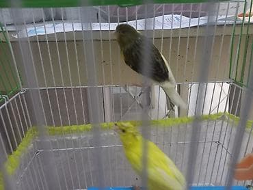 Птицы: Iki bala qefez 170m cütler qefez qarışıq 140m Məhsul təsviri: - Evdə — 5