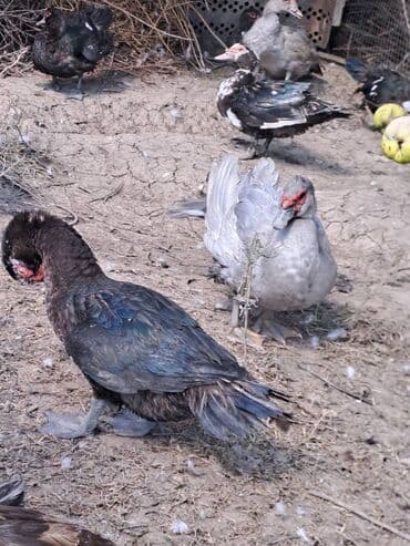 Ət: Salam lal ördəklər satılır . Tam çəkilərin almış yerli və cins 700 — 18