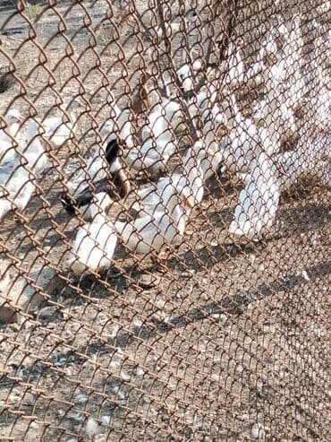 quş satılır: Pekin ördəkləri — 1