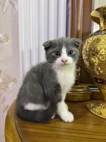 отдам в хорошие руки шотландского вислоухого котенка: Шотладская вислоухая, В добрые руки — 1