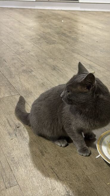 pişim: Rus mavi, Erkək, Ünvandan götürmə — 5