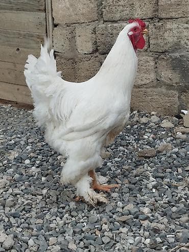 qaz qus: Toyuq, Brama, Damazlıq — 2