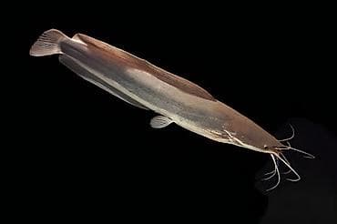 Ansistrus, Yırtıcı lalafo.az -da Ansistrus, Yırtıcı