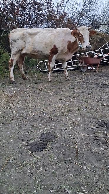 Dişi, Simental, il: 5, Südlük, Ünvandan götürmə