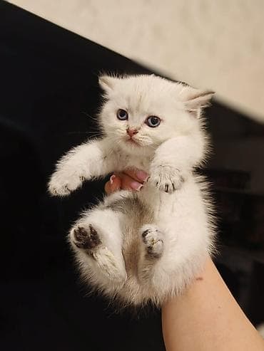 pulsuz pişik: Britan — 7