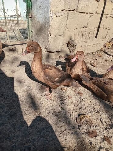 dovşan satışı: Erkək, | Lal ördək, Damazlıq, Ünvandan götürmə — 2