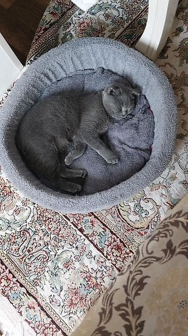 şinşila pişik: Şotland yastı qulaq, Dişi — 1