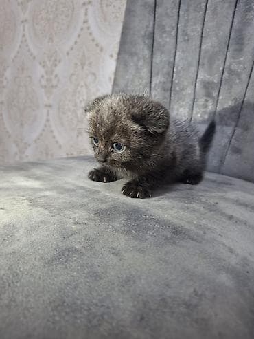 pisi: Şotland yastı qulaq — 4