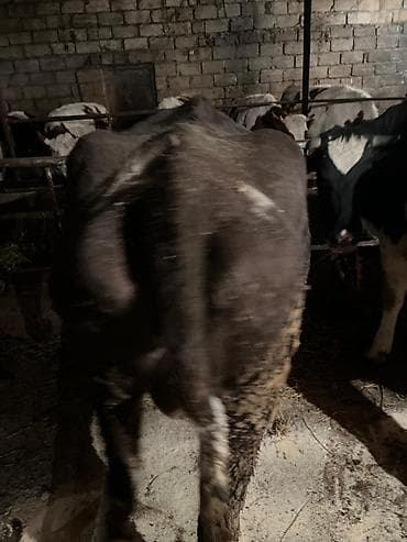 K/t heyvanları və malları: Salam etlik heyvan 2 bala verb 240-250 kq eti olar real aliciya — 3