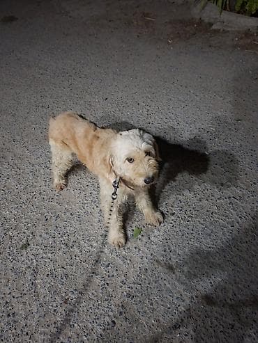 Pudel, 2 il, Erkək, Peyvəndli, Ünvandan götürmə