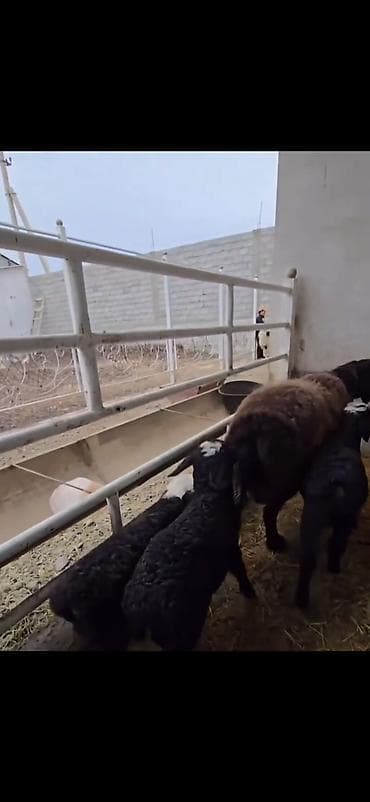 cins atlar: Uc balali qoyun ikinci dafa dogub balalardan biri erkək ikisi disidi — 9
