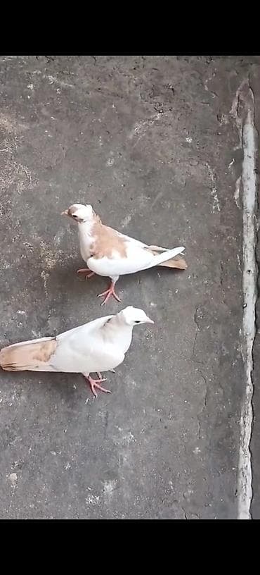 Quşlar: Ağ-krem rəng keçişli 2 ədəd göyərçin cütü - Rəng: əsasən ağ, qanad və — 1