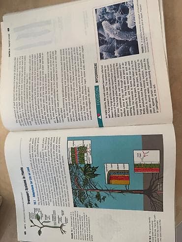 bas gitara: Məhsul: Biologiya üzrə illüstrasiyalı dərslik/kitab Xüsusiyyətlər: - — 8