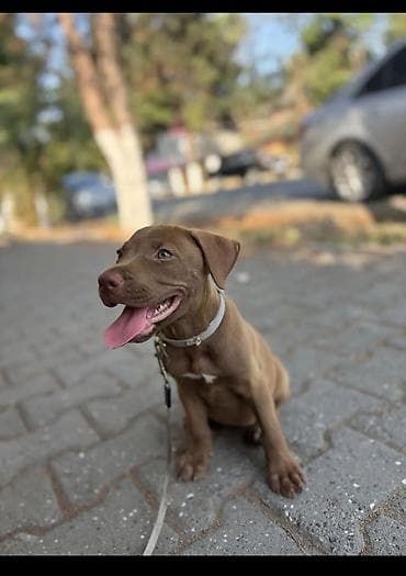 pitbull iti: Pitbul, 2 ay, Erkek, Peyvəndli, Pulsuz çatdırılma — 1