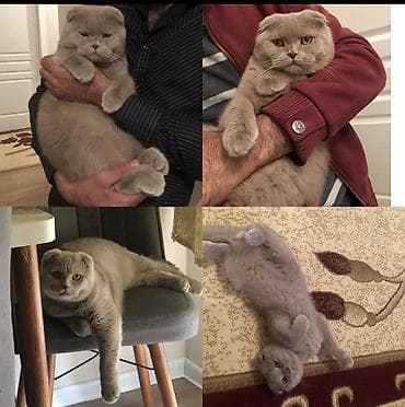 Şotland yastı qulaq, Erkək, Yaxşı əllərə