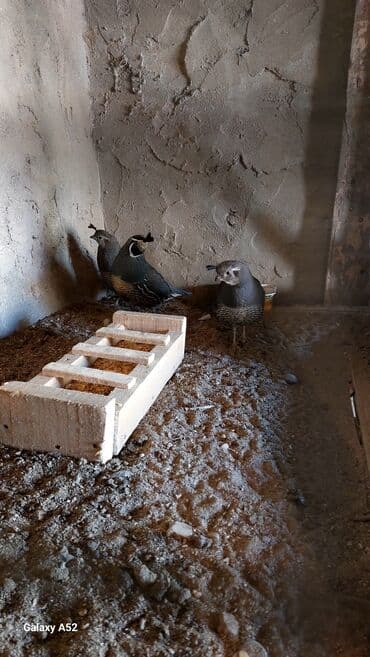 bülbül quşu: 2 dişi 1erkək Kalifornia bildirçinleri satiram cox çevik heyvanlardi — 1