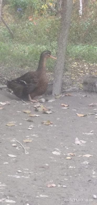 qaz quş: Blue Rouen Ördeklerinin satışı — 1