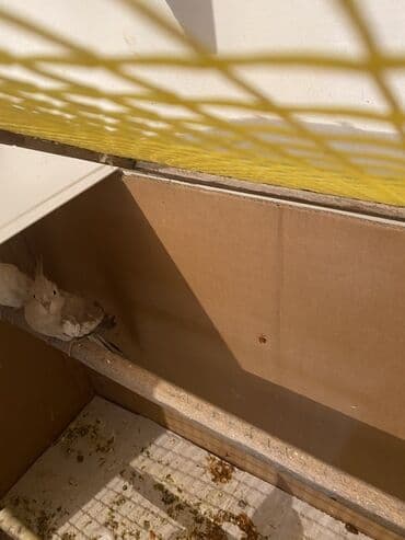 quş tasması: Məhsul: Nimfa tutuquşuları (Cockatiel) Təsvir: - Rəng: Açıq boz-krem — 6