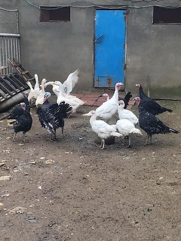 qaz heyvan: Məhsul: Hinduşka və qaz sürüsü Təsvir: - Şəkillərdə təsərrüfat — 3