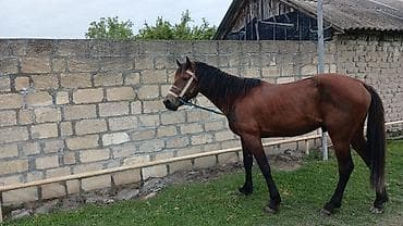 etlik inek cinsleri: Satılır: Qəhvəyi rəngdə at - Növ: Yük və minik üçün uyğun yerli at - — 2