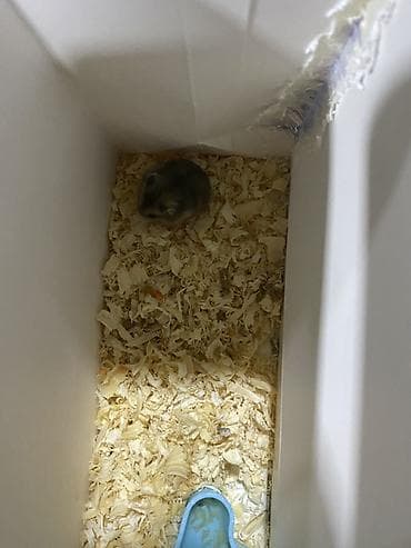 cüce: Cırtdan xomyak (cücə boyda), boz-qəhvəyi rəng çalarları ilə. Boz — 3