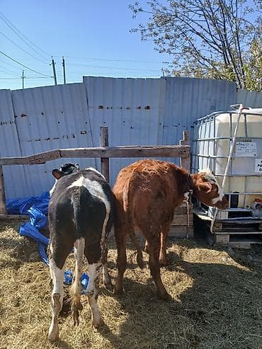 pisik ucuz: Satılır: 2 baş dana her biri disdir cut satilir tek tek satilmir ¡ - — 2