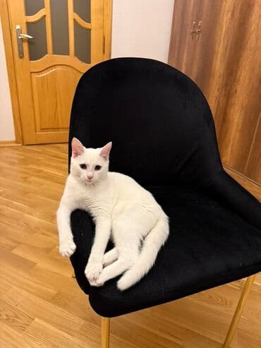 приют для кошек в баку: Yaxşı əllərə — 2