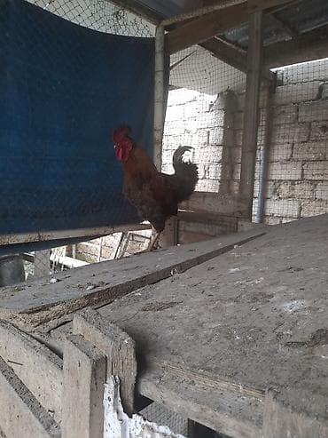 Xüsusiyyətlər: - Növ: xoruz - Rəng palitrası: qara-qəhvəyi lələklər