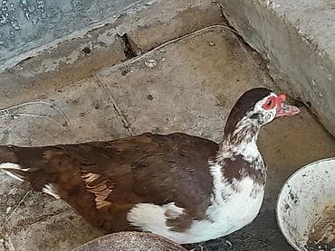 dovşan şəkli: Hər cinsdə diri və təmizlənmiş lal ördəklər satılır çoxdular — 4