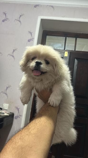 Pekines lalafo.az -da Pekines