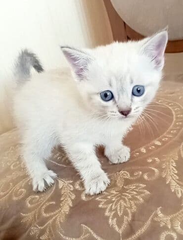 кошка: Сиамская, Самка — 2