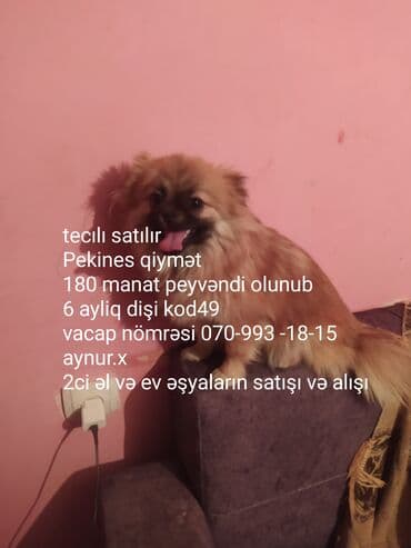 Məhsul: Pekines (dişi), 6 aylıq Xüsusiyyətlər: - Cins: Pekines - lalafo.az -da Məhsul: Pekines (dişi), 6 aylıq Xüsusiyyətlər: - Cins: Pekines -